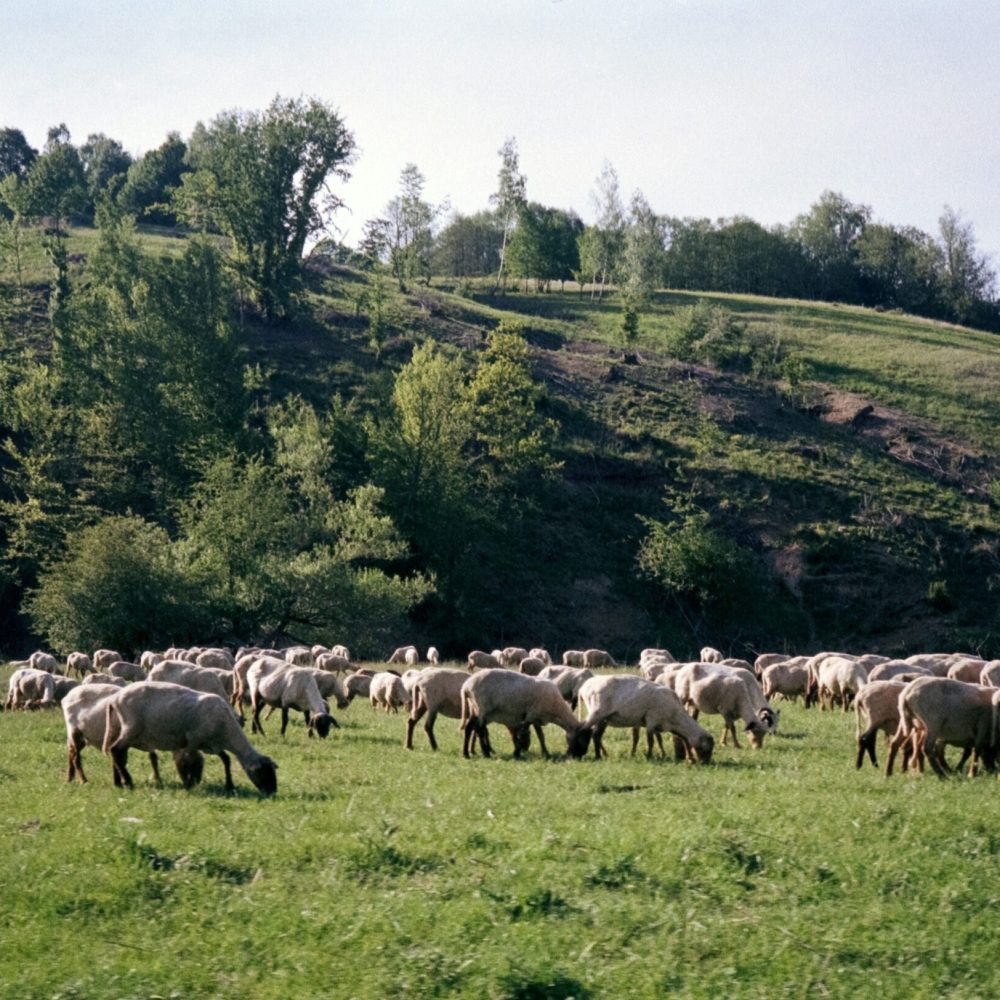 barna-kovacs-yDZ0vi_wk00-unsplash