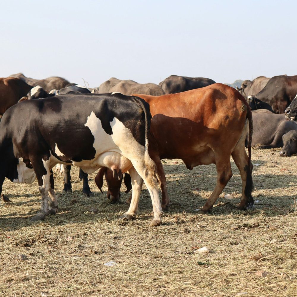 hg-creations-4c98TG1Iohc-unsplash