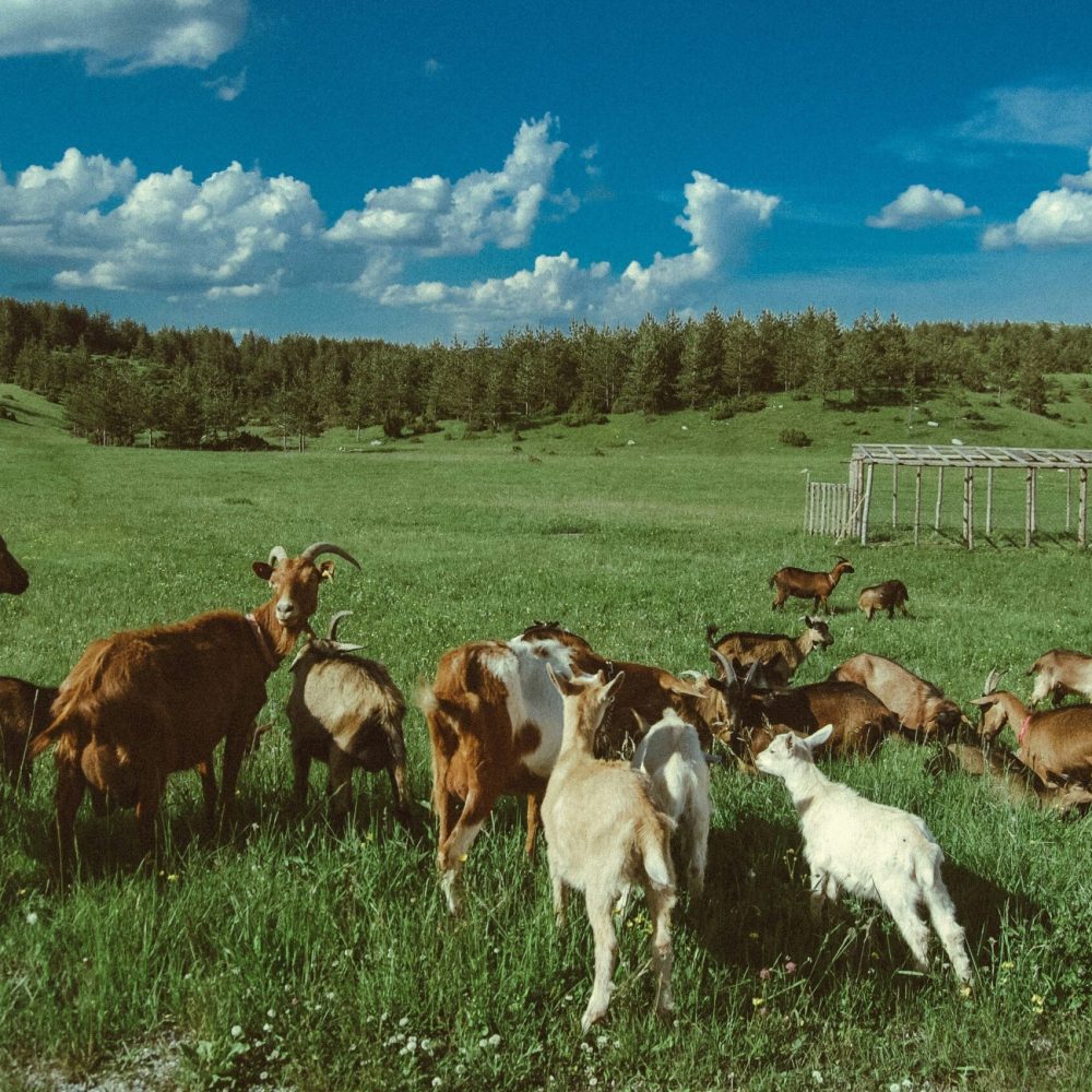 liliya-grek-llZSoMixr0Y-unsplash